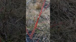 Обрезка Дерена осенью