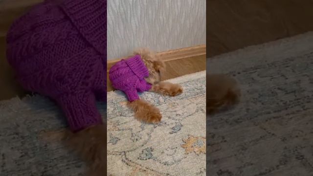 Мальтипу Рокки из Москвы в моём свитере! смотреть онлайн