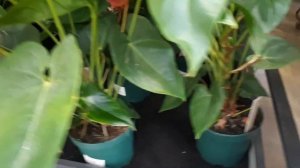 Антуриум. Ответы на вопросы. Почему плохо растет антуриум. Антуриум уход в домашних условиях