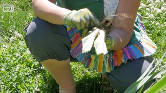 Пересадка ирисов ?  сорта ирисов Хитсад ТВ