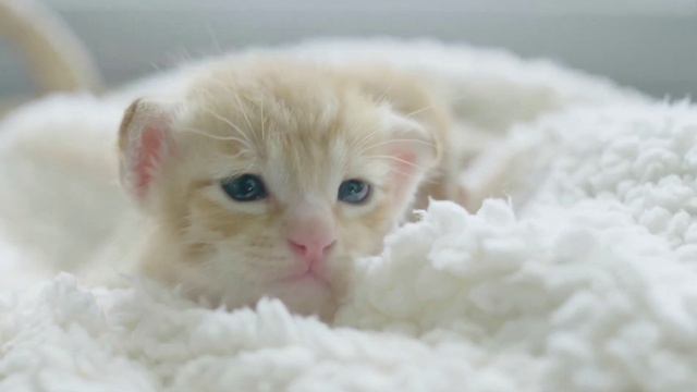 маленький котенок белый смотреть онлайн