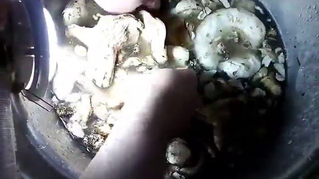 Гриб Груздь чистка, готовлю к хранению. смотреть онлайн
