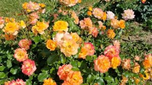 Роза Сахара в Ленинградской области 2021г.