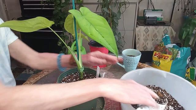 Syngonium Macrophyllum