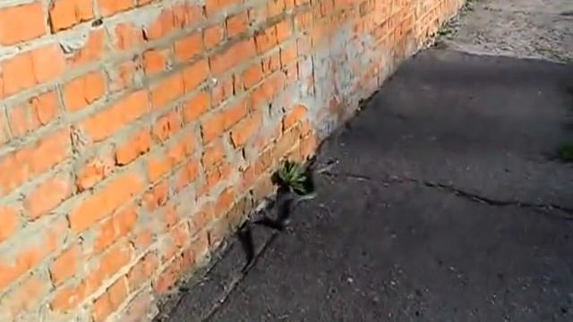 Змея возле 5-й горбольницы в г. Сумы.mp4 смотреть онлайн