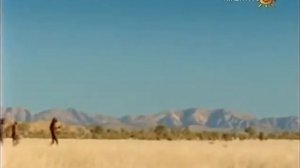 Динго  ребятам о зверятах