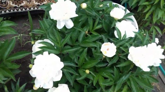 Как себя показали лилии в цвету. смотреть онлайн