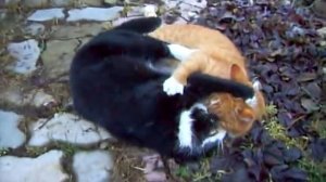 Супер  драка  котов!!!