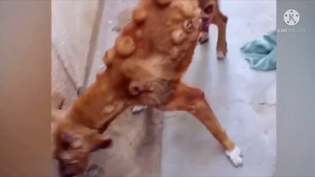 Соседи увидели, как эта женщина принесла его домой. Через 3 месяца они все столпились у ее окон смотреть онлайн