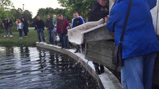 В центральный водоем Одинцово запустили 600кг живого карпа смотреть онлайн