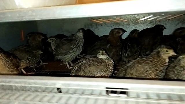 Игра для всей семьи ? Шахматные фигуры из фанеры♟️ Кормление перепелят для быстрого роста ? Ронька смотреть онлайн