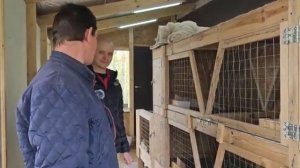 Кролики Александра Мишина и Катушки  Лечение Аппаратом ТГС 5 кроликов, цыплят в