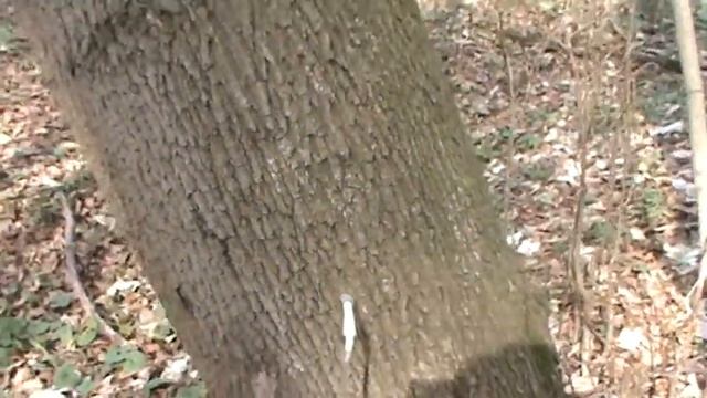 Сбор кленового сока - рекомендации по сбору сока. Как собирать кленовый сок. смотреть онлайн