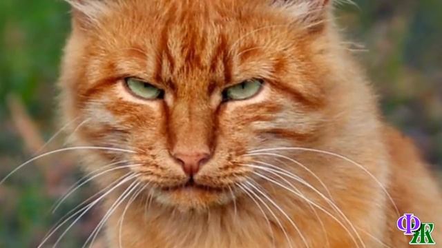 - Пошли вон отсюда! – КОТ Викинг УВИДЕЛ, как незнакомец ШВЫРЯЛ КАМНИ в дворовых кошек, и решил… смотреть онлайн