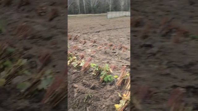 Как прикопать саженцы малины на зиму смотреть онлайн