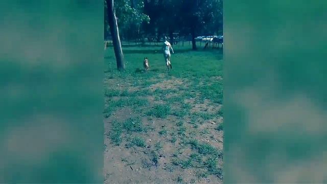 Бельгийская овчарка-Малинуа (Грозный страж) смотреть онлайн