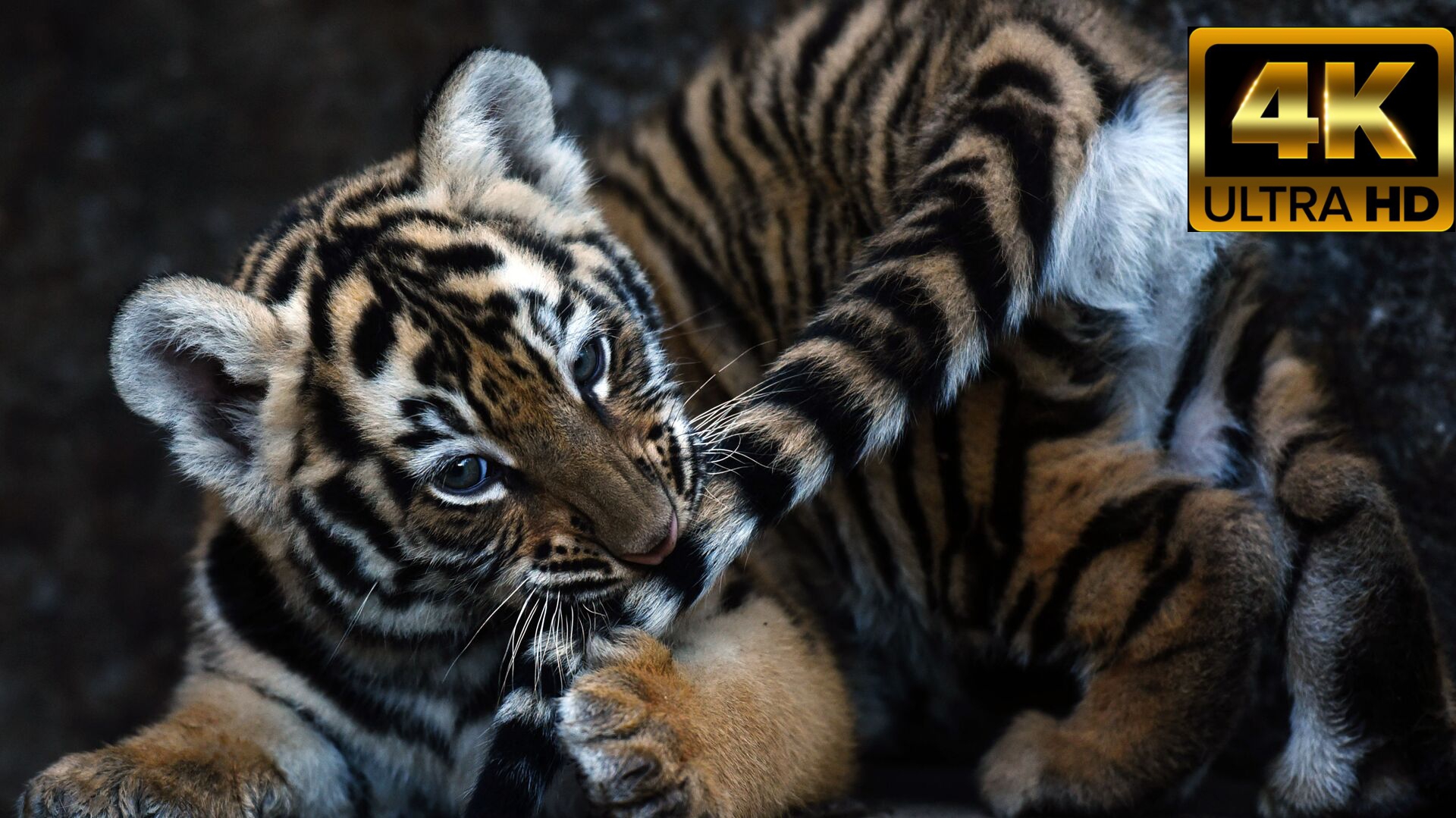 Высококачественное видео HDR 4K ULTRA HD 120 кадров в секунду смотреть онлайн