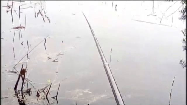 Рыбалка кошачья радость. смотреть онлайн