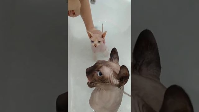 Сфинксы 2021 г// Жизнь сфинкса//