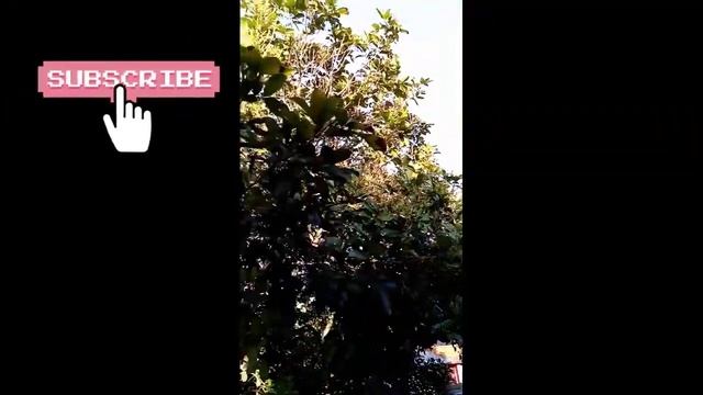 Male rambutan tree, showers of flowers смотреть онлайн