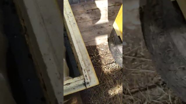 облëт пчелок, 2.04.2021 челябинская область смотреть онлайн