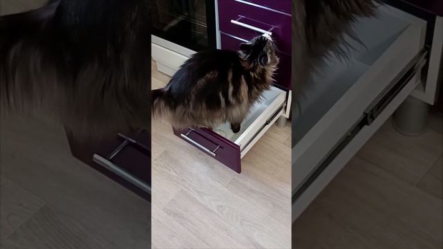 Мейн-кун Анфиса😻 теперь это мой ящик 🤣 смотреть онлайн