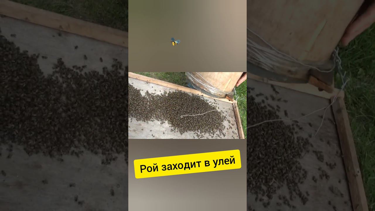 Рой заходит в улей #4 #shorts смотреть онлайн