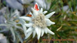 Эдельвейс альпийский (leontopodium alpinum) ? эдельвейс обзор: как сажать рассада эдельвейса