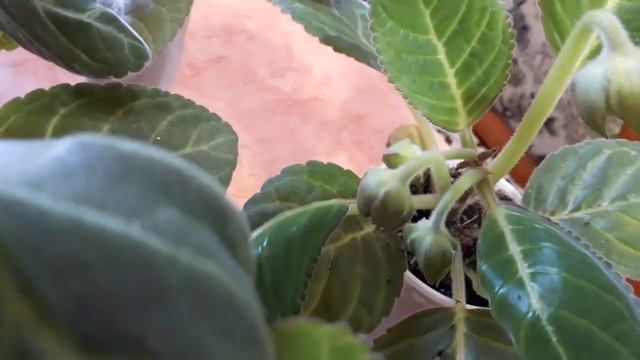 Сеянцы глоксинии скоро зацветут. смотреть онлайн