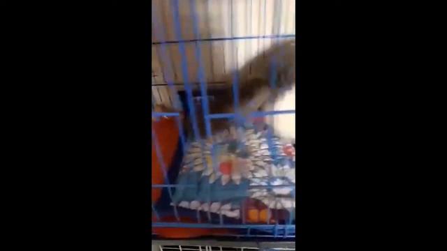 Meet Luna The Cat смотреть онлайн