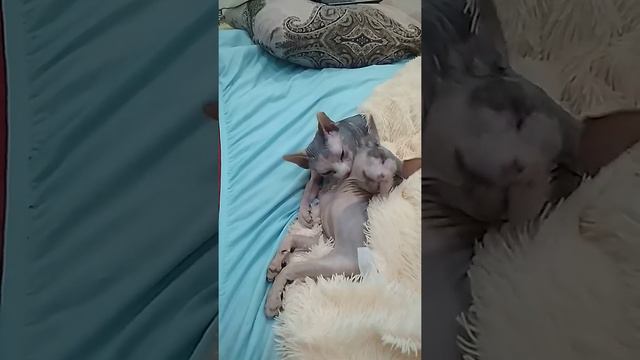 Это Любовь! 2 влюбленных Сфинкса смотреть онлайн