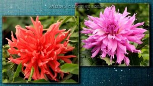 Коллекция Георгин ? Лето 2021 года ? Фото