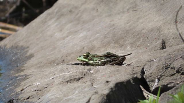 Canon PowerShot SX740 HS Maximal 40× Zoom Samples смотреть онлайн