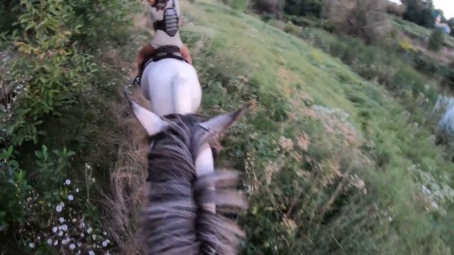 КОННАЯ ПРОГУЛКА В ПОЛЯ от первого лица / Галоп В ПОЛЯХ / Vlog / Go Pro смотреть онлайн