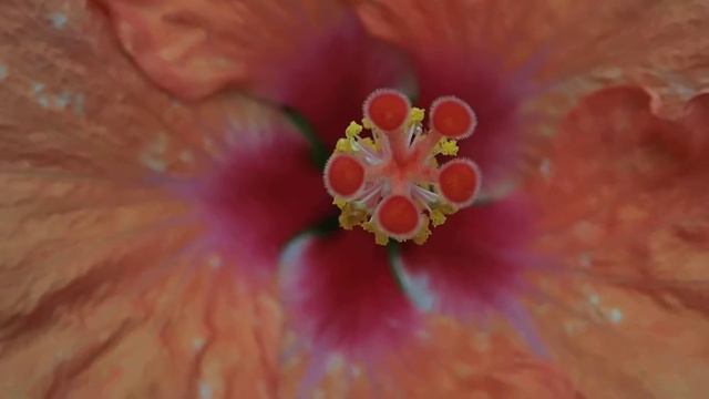 Hibiscus rosa-sinensis flower смотреть онлайн