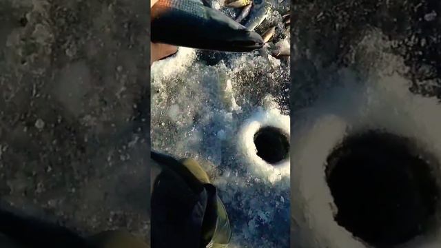 В прилове два сига.🐟🎣 Онежское озеро. смотреть онлайн