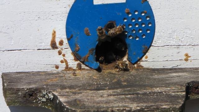 Грустное 1 мая 2021 года, 11:15 утра | Пчеловодство | Beekeeping смотреть онлайн
