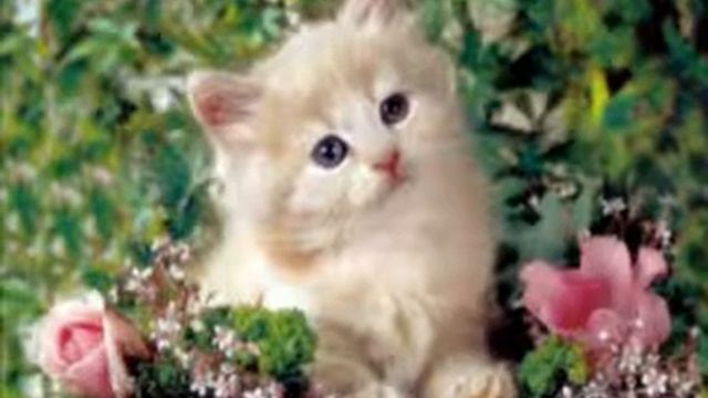 кошачий месяц - март смотреть онлайн