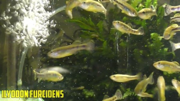 AMAZING FISH ROOM TOUR - So many RARE Fish!