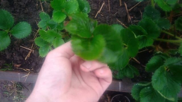 Клубника ранней весной.Что случилось с клубникой и как это произошло. смотреть онлайн