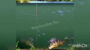 Как ловить окуня на попловок? Ловля окуня весной на поплавочную удочку