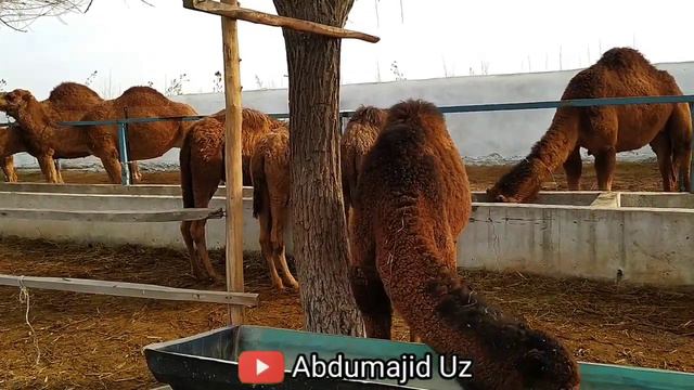 ТУЯ БОКИШ БИЗНЕСИ ТУЯ СУТИНИ ФОЙДАСИ 1 ТУЯ 3 ЛИТ СУТИ БЕРАРКАН смотреть онлайн