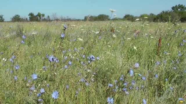Don steppe, flowers .. Донская степь, цветы смотреть онлайн