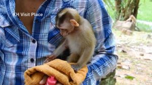 Baby monkey Candy seems bored with milk but she can eat banana and shared milk to Bruno