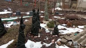 КОГДА открывать  ХВОЙНЫЕ? Очень важно!