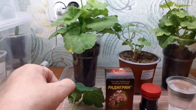 Пеларгония розебудная.Черенок.Новый метод укоренения. смотреть онлайн