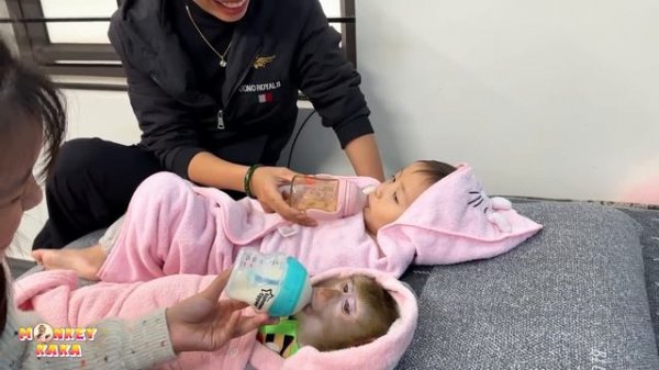 Monkey Kaka and Diem pretended to be baby drinking a bottle of milk