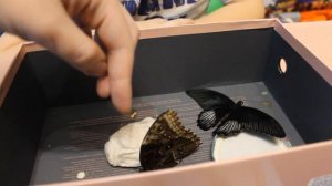 Ферма бабочек #3 Где живут бабочки?