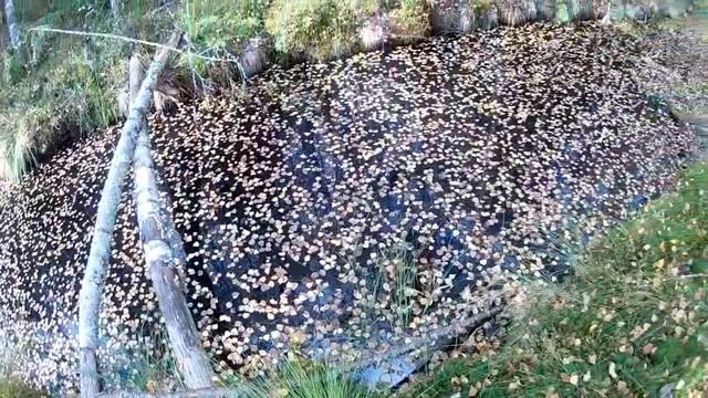 Немного леса . винегрет   2 .