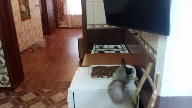 белки по одиночке заходят в дом. смотреть онлайн
